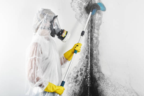 Best Basement Mold Removal  in Poulsbo, WA
